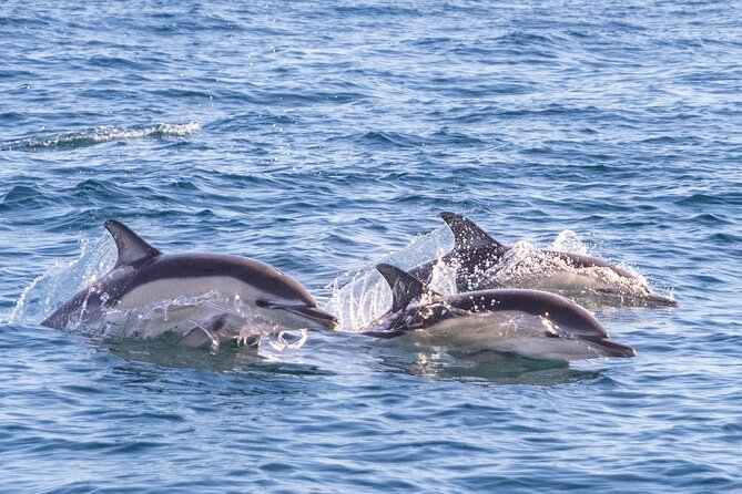 Lisbon: Dolphin Watching with Marine Biologist - Small Group - Searching the open sea for dolphins