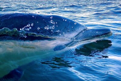 Lisbon: Dolphin Watching with Marine Biologist – Small Group