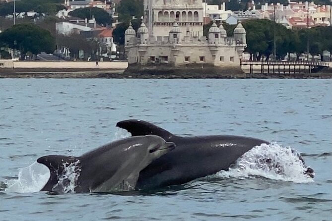 Lisbon: Dolphin Watching with Marine Biologist - Small Group - What dolphin watching really feels like