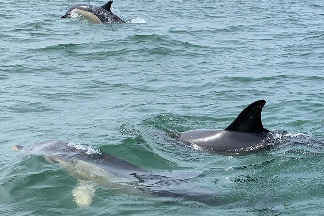 Lisbon: Dolphin Watching with Marine Biologist - Small Group - The Fort of São Lourenço do Bugio and the river return