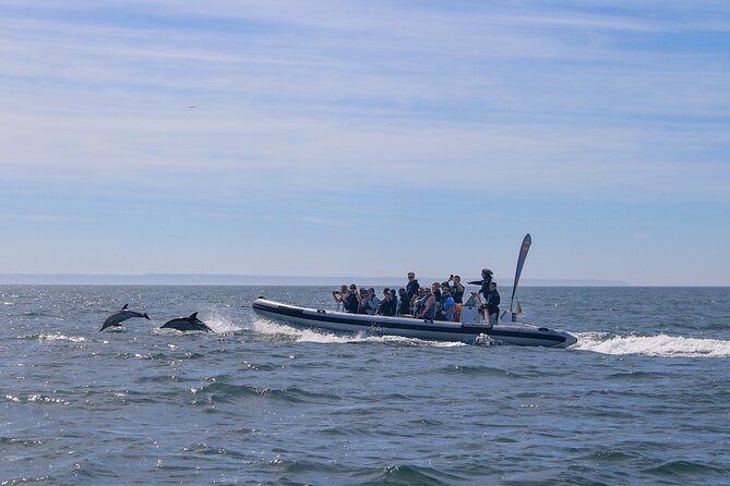 Lisbon: Dolphin Watching with Marine Biologist - Small Group - The Cascais coast and JJC6+RP