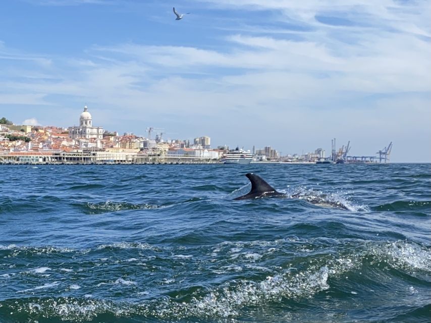 Lisbon: Dolphin Watching with Marine Biologist - Small Group - Is $61 a fair price?
