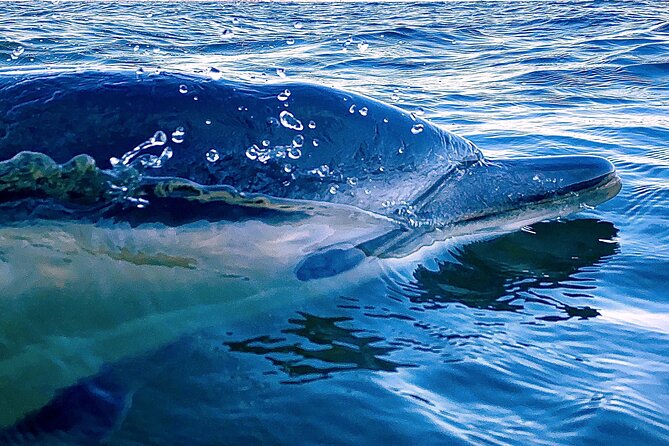 Lisbon: Dolphin Watching with Marine Biologist - Small Group - From Doca de Santo Amaro onto the Tagus