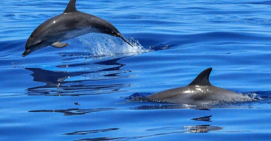 Lisbon: Tagus River Cruise to the Ocean & Dolphin Watching - From Lisbon’s ferry terminal toward the Atlantic