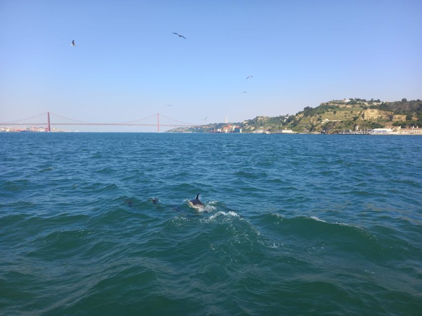 Lisbon: Tagus River Cruise to the Ocean & Dolphin Watching - Boat comfort, timing, and what to bring