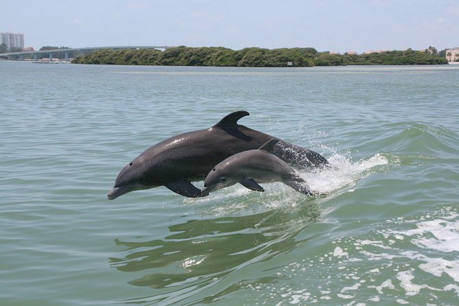 Little Toot Dolphin Adventure at Clearwater Beach - Key points to know before booking