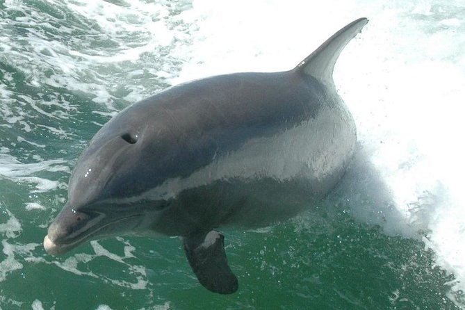 Little Toot Dolphin Adventure at Clearwater Beach - The boat, seating, and onboard comfort
