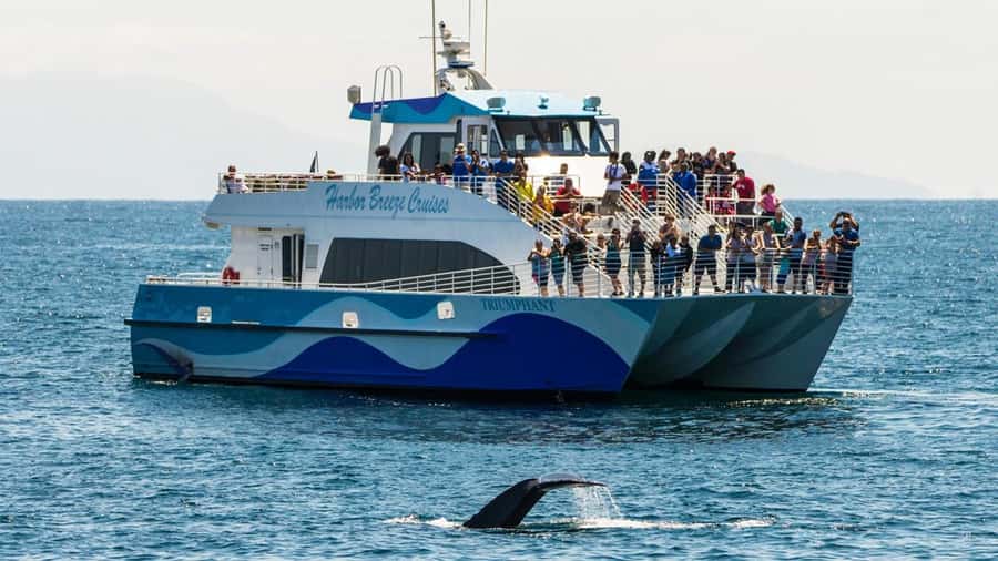 Long Beach: Whale and Dolphin Watching Cruise - Key points to know before sailing