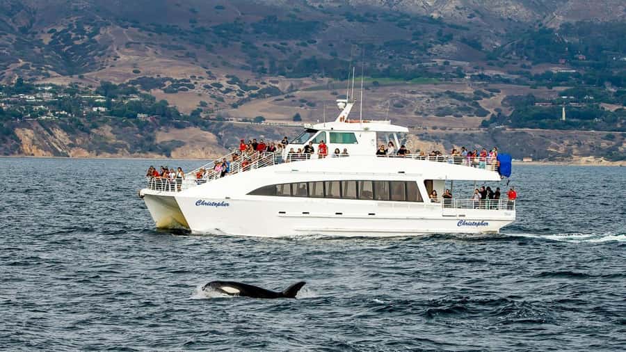 Long Beach: Whale and Dolphin Watching Cruise - The wildlife: whales are only part of the show