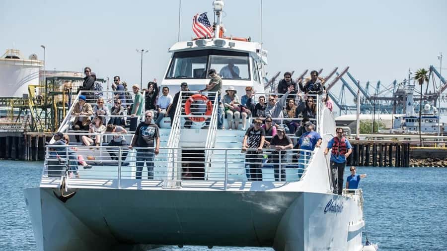 Long Beach: Whale and Dolphin Watching Cruise - Why the naturalist commentary matters