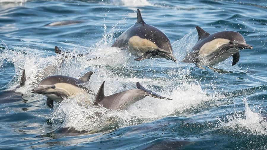Long Beach: Whale and Dolphin Watching Cruise - The catamaran makes a real difference