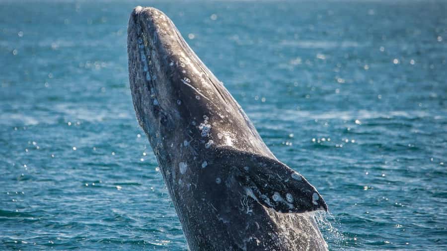 Long Beach: Whale and Dolphin Watching Cruise - Weather, comfort, and what to wear