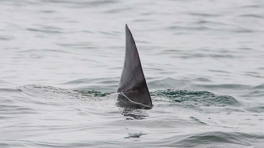Long Beach: Whale and Dolphin Watching Cruise - Is $45 good value?