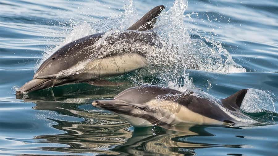 Long Beach: Whale and Dolphin Watching Cruise - Who will enjoy this cruise most?