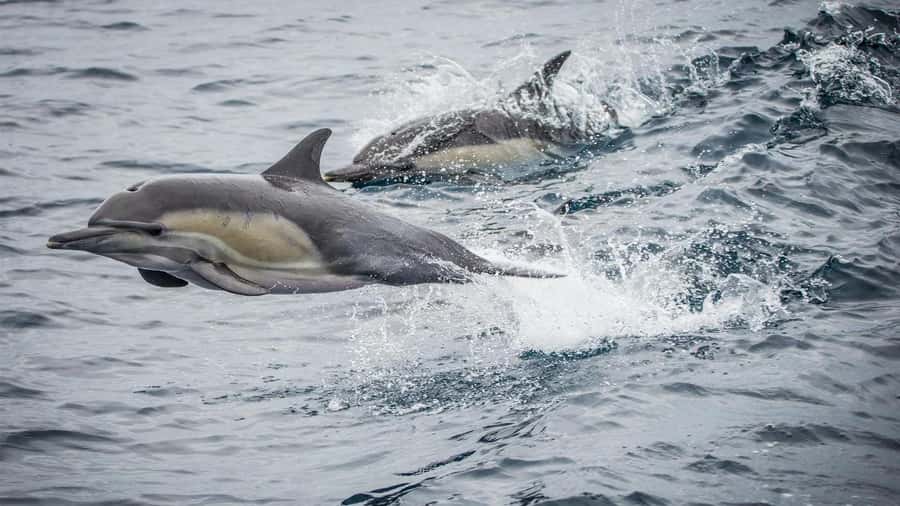 Long Beach: Whale and Dolphin Watching Cruise - What the 150-minute route actually shows you
