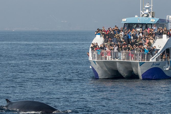 Los Angeles Whale and Dolphin Watching Cruise from West Harbor - Why this San Pedro cruise is more than a simple boat ride