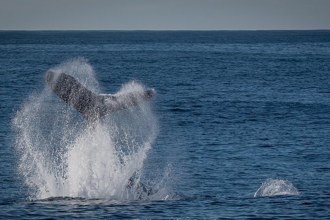 Los Angeles Whale and Dolphin Watching Cruise from West Harbor - Harbor views, the lighthouse, and the Aquarium