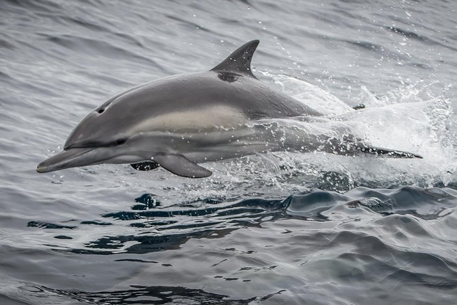 Los Angeles Whale and Dolphin Watching Cruise from West Harbor - What the wildlife search is really like