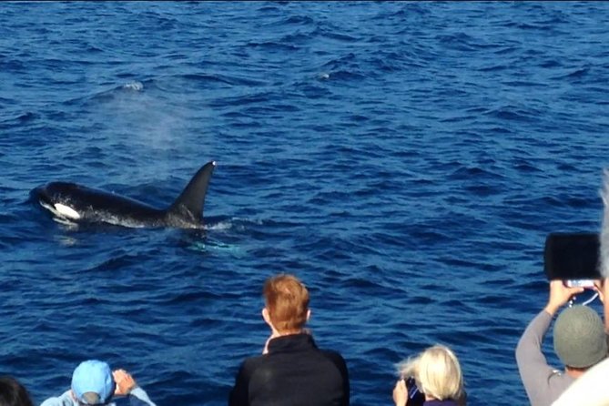 Los Angeles Whale and Dolphin Watching Cruise from West Harbor - Who will enjoy the cruise most