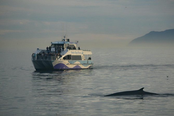 Los Angeles Whale and Dolphin Watching Cruise from West Harbor - Is $45 a good value?