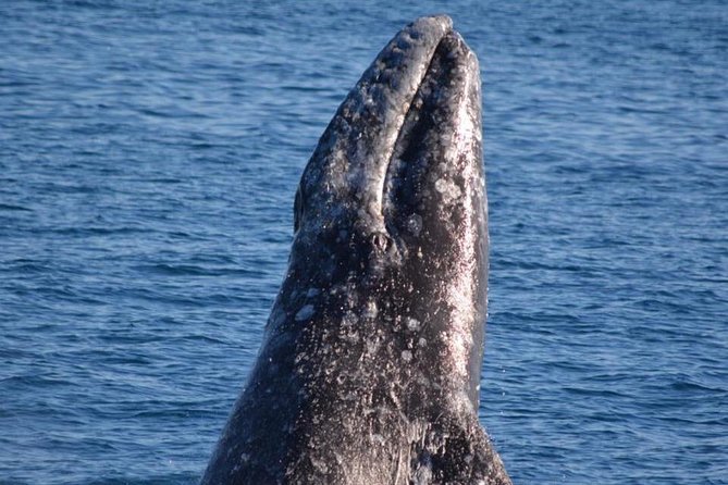 Los Angeles Whale and Dolphin Watching Cruise from West Harbor - Starting at West Harbor in the Port of Los Angeles