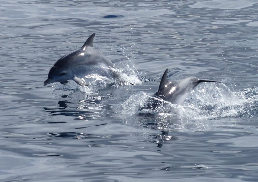 Los Cristianos Respectful No-Chase Whale and Dolphin Safari - Why the no-chase rule changes the trip
