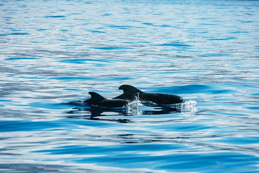Los Cristianos Respectful No-Chase Whale and Dolphin Safari - Should you book the Bahriyeli safari?