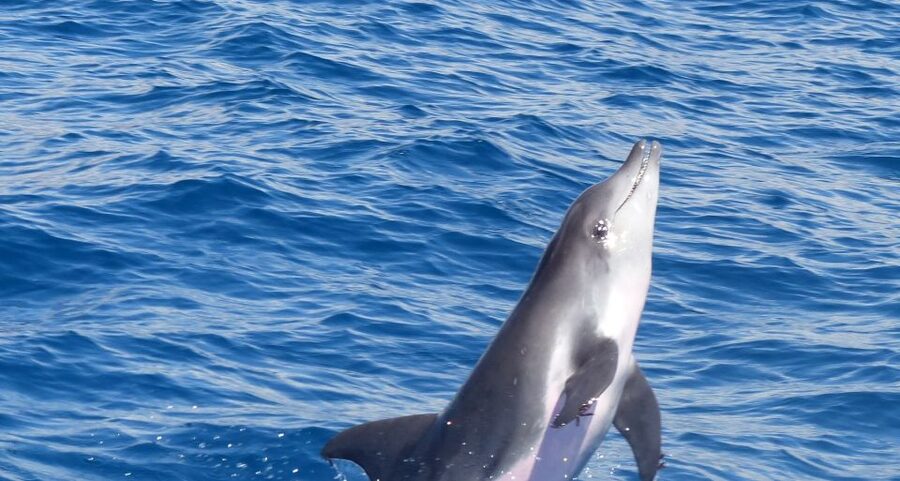 Los Cristianos Respectful No-Chase Whale and Dolphin Safari - What you may see around Tenerife