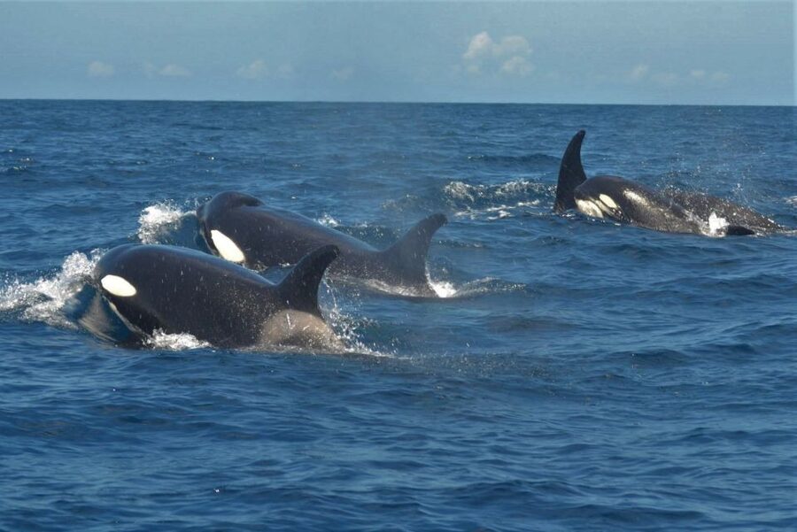 Los Cristianos Respectful No-Chase Whale and Dolphin Safari - Comfort, motion, and the missing swim stop