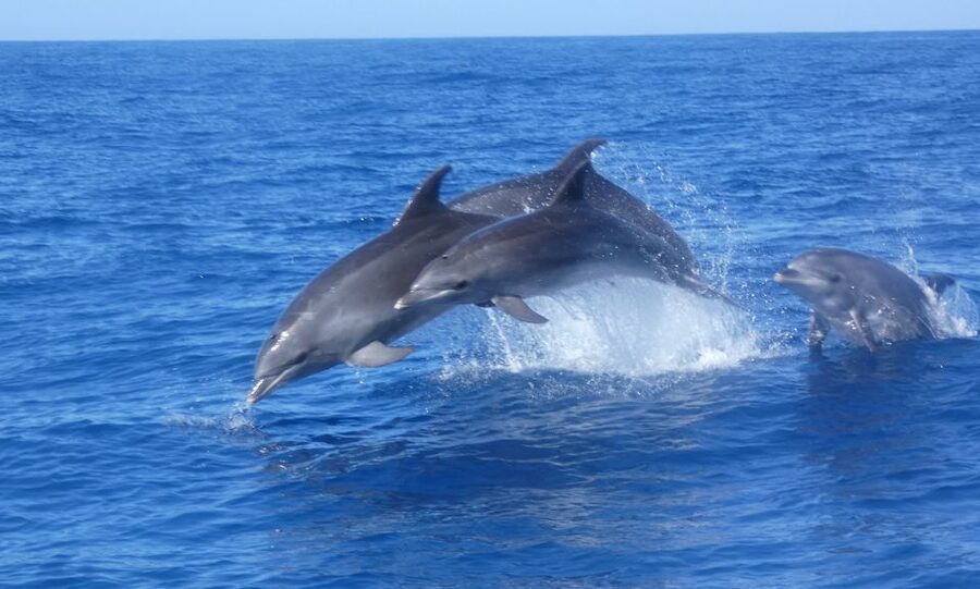 Los Cristianos Respectful No-Chase Whale and Dolphin Safari - Is $29 a fair price?