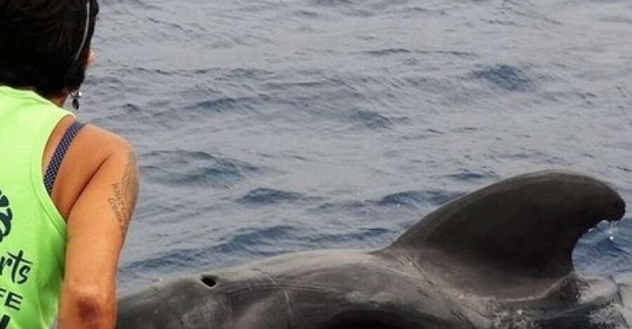 Los Cristianos Respectful No-Chase Whale and Dolphin Safari - Who will enjoy this safari most?
