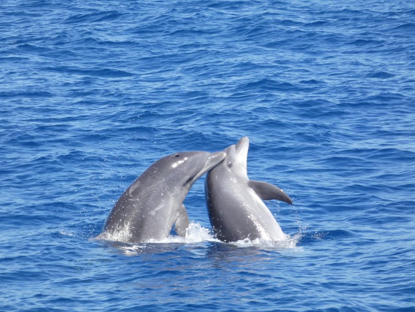Los Cristianos Respectful No-Chase Whale and Dolphin Safari - Practical tips before you board