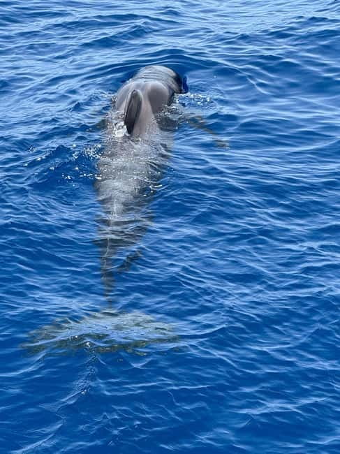 Los Cristianos: Viking Cruise Whales & Dolphins Watching - Looking for pilot whales and dolphins off Tenerife