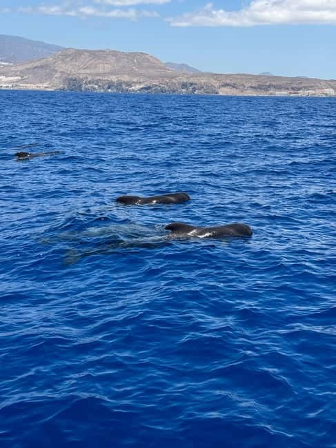 Los Cristianos: Viking Cruise Whales & Dolphins Watching - Is $47 good value for two hours?
