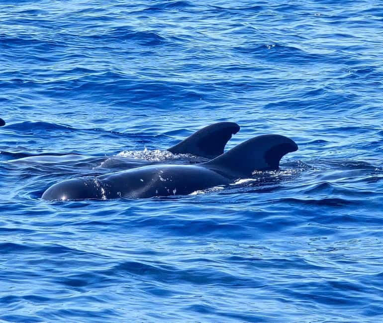 Los Cristianos: Viking Cruise Whales & Dolphins Watching - Who will enjoy this cruise most?