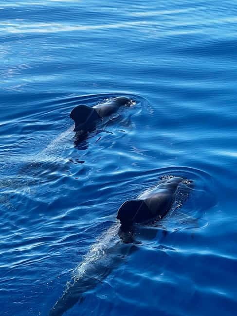 Los Cristianos: Viking Cruise Whales & Dolphins Watching - Should you book Ragnarok?
