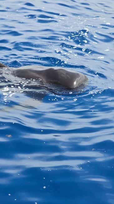 Los Cristianos: Viking Cruise Whales & Dolphins Watching - The Ragnarok experience, with music and Viking details