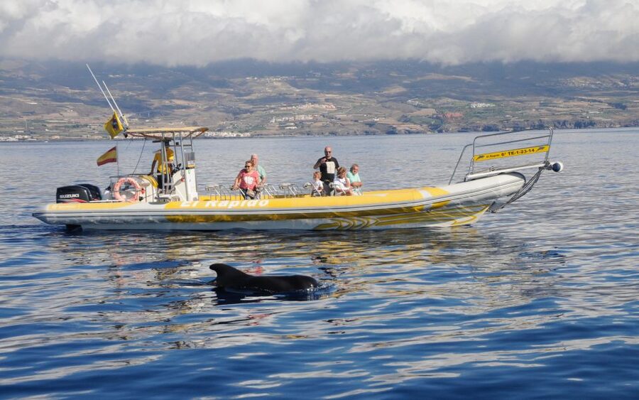 Los Gigantes: Dolphin and Whale Watching Cruise by Speedboat - Key points to know before you book