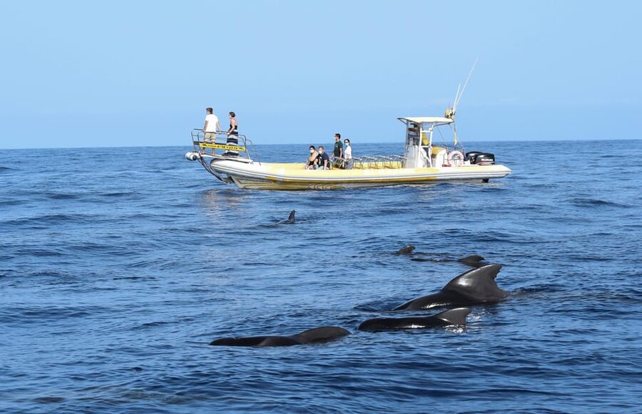 Los Gigantes: Dolphin and Whale Watching Cruise by Speedboat - A small RIB with a big advantage