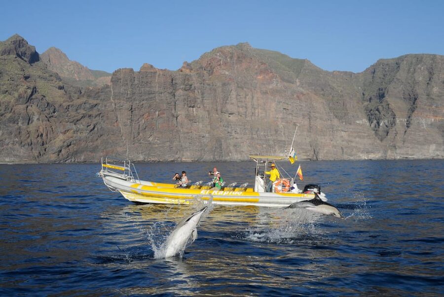 Los Gigantes: Dolphin and Whale Watching Cruise by Speedboat - What the guides add to the trip
