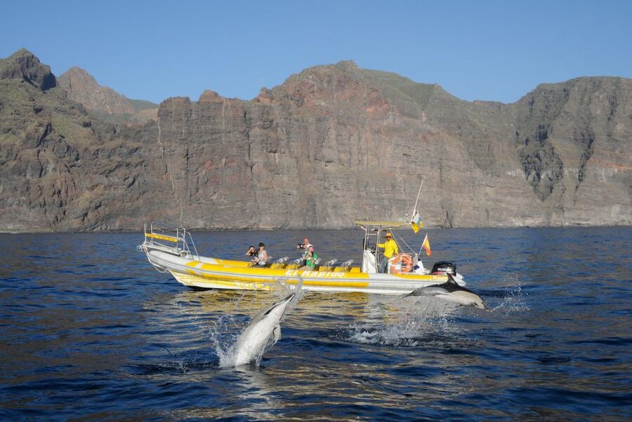 Los Gigantes: Dolphin and Whale Watching Cruise by Speedboat - The swim at Masca Bay or another cove