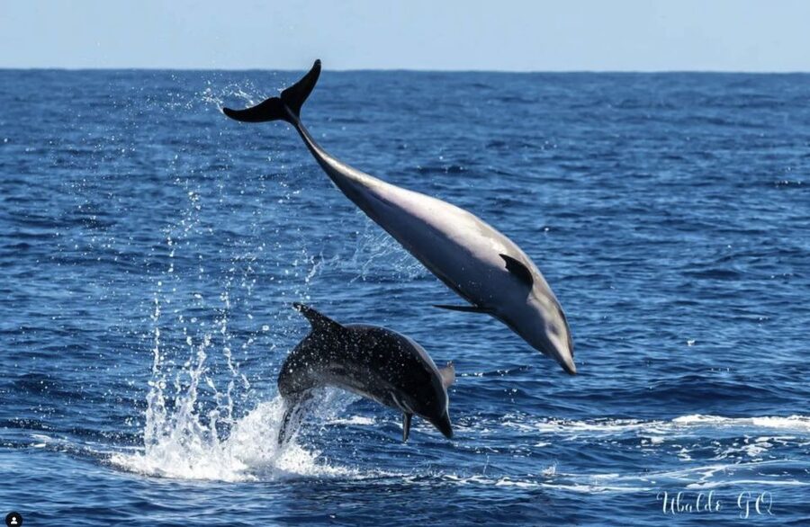 Los Gigantes: Dolphin and Whale Watching Cruise by Speedboat - Who will enjoy this boat trip most?