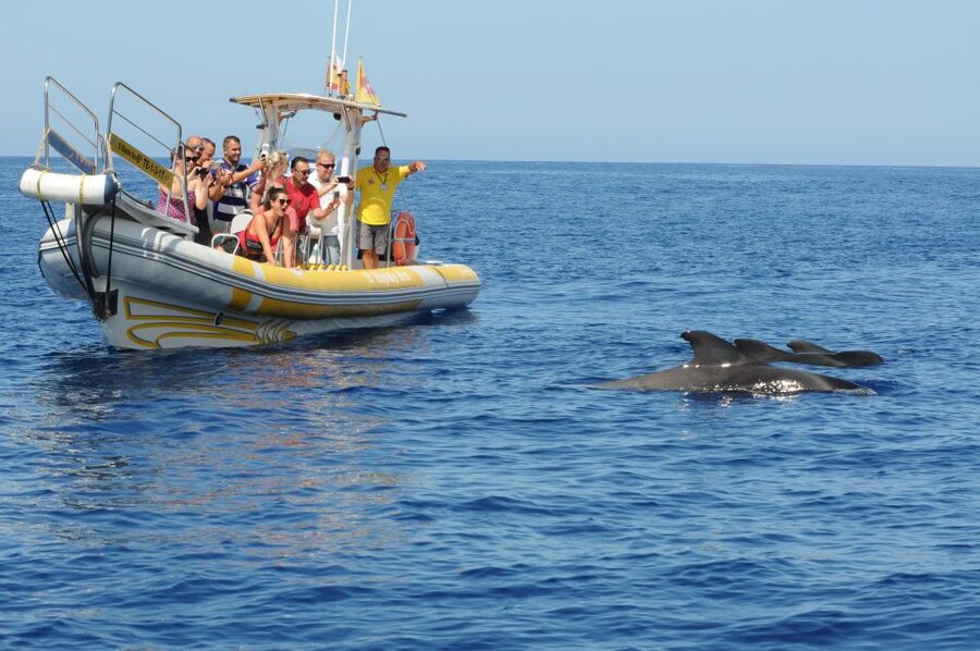 Los Gigantes: Dolphin and Whale Watching Cruise by Speedboat - Practical planning for Los Gigantes port