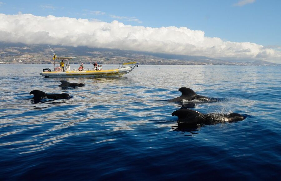 Los Gigantes: Dolphin and Whale Watching Cruise by Speedboat - Searching the Teno-Rasca Whale Sanctuary