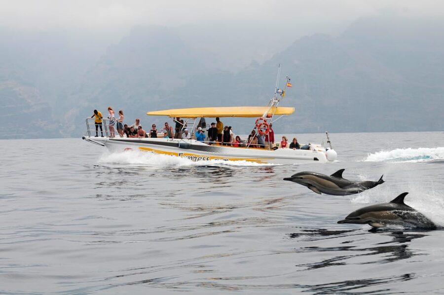 Los Gigantes: Dolphin & Whale Watching Cruise with Swim Stop - Key points at a glance
