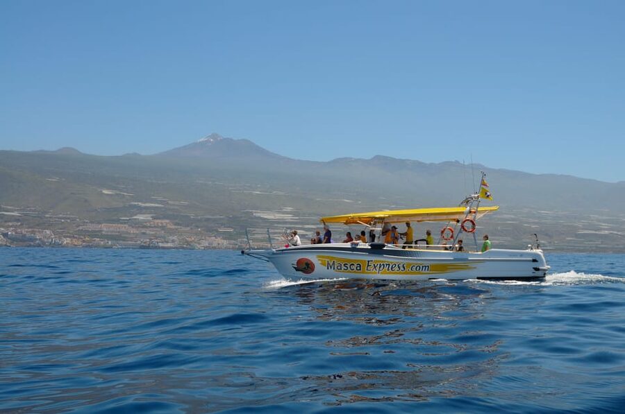 Los Gigantes: Dolphin & Whale Watching Cruise with Swim Stop - Why this Los Gigantes cruise is worth your time