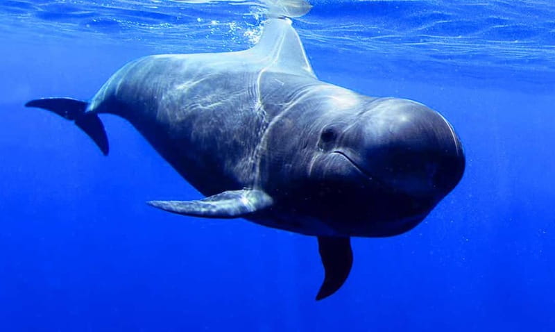 Los Gigantes: Dolphin & Whale Watching Tour on a Pirate Boat - Two Hours or Three: Choose Your Cruise Carefully