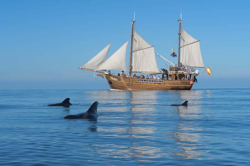 Los Gigantes: Dolphin & Whale Watching Tour on a Pirate Boat - Beneath the Masca and Los Gigantes Cliffs