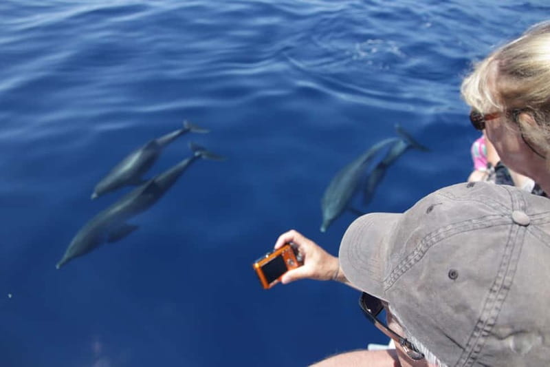 Los Gigantes: Whale or Dolphin Watching Tour and Swim in Masca - Key points at a glance