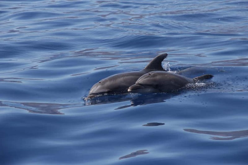 Los Gigantes: Whale or Dolphin Watching Tour and Swim in Masca - Turning toward Masca Bay and the cliffs